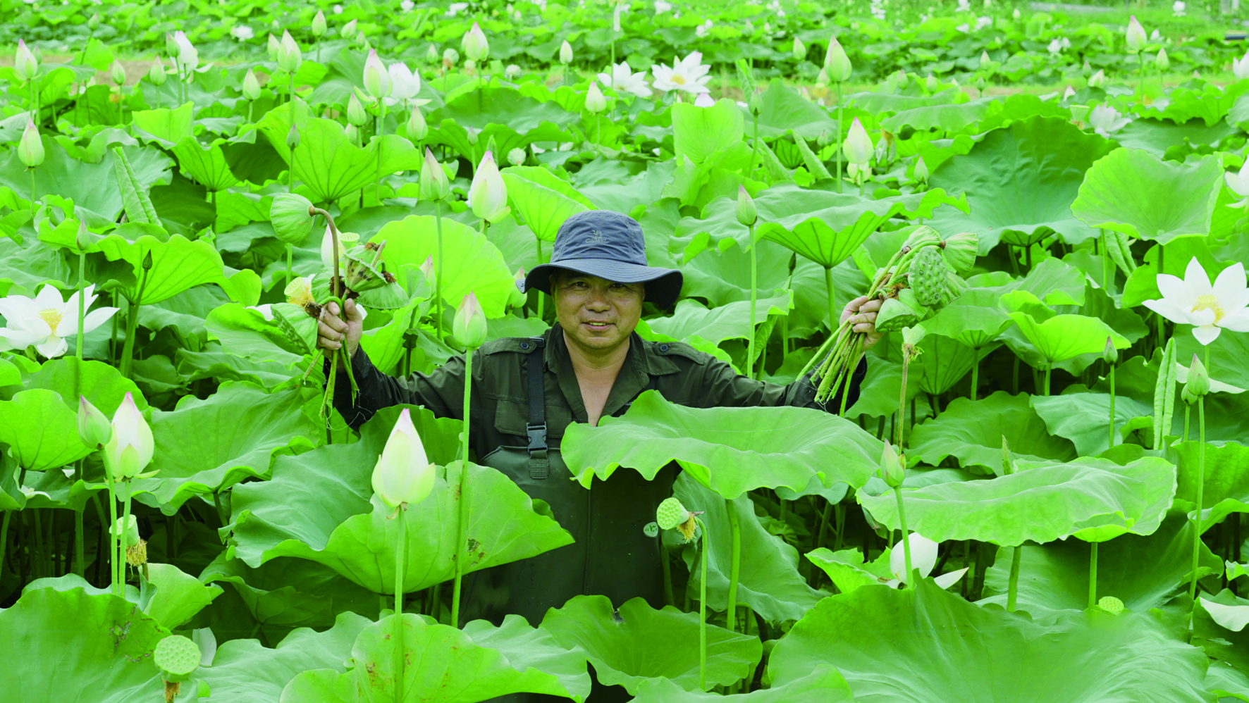 采荷图.jpg